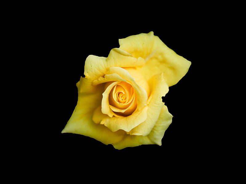yellow rose in bloom close up, HD wallpaper