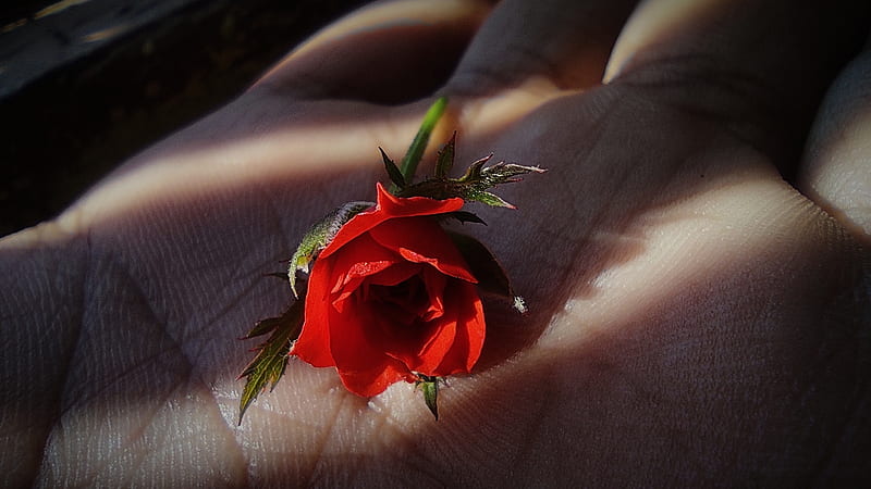 Rose , beautiful rose, china rose, flower, flowers, love, red rose, rose in hand, small rose, HD wallpaper