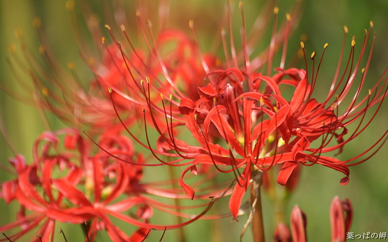 Flower on Tokyo Flower Market 09, HD wallpaper