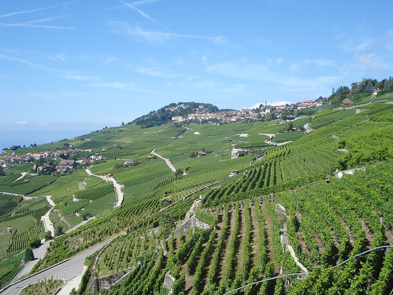 Vineyards, hills, grapes, roads, green, houses, vines, village, terrace, HD wallpaper