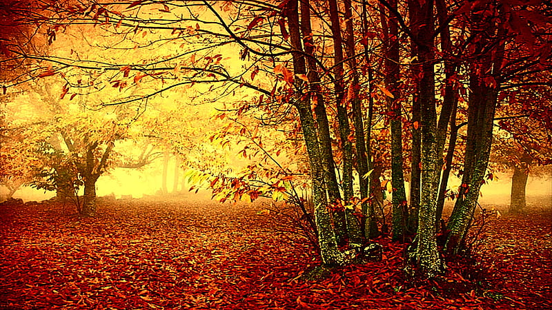 Garden Of Adam And Eve, leaves, trees, ray, reddish, light, HD wallpaper