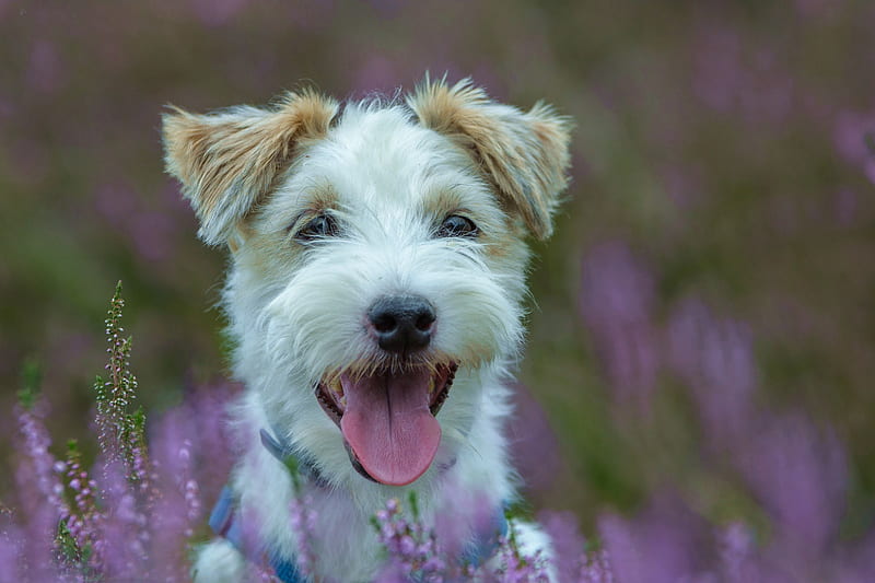 Dogs, Jack Russell Terrier, Dog, Pet, HD wallpaper