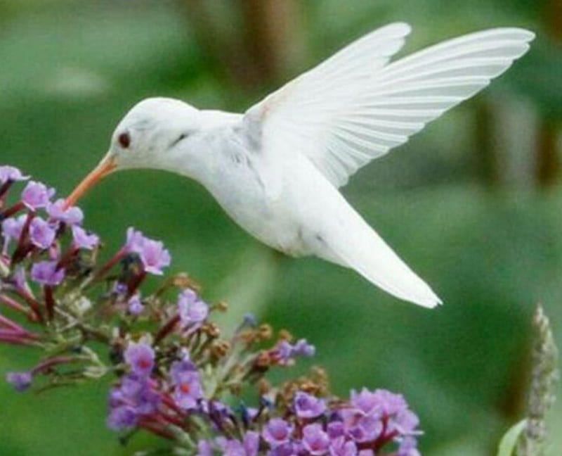 Rare White Hummingbird, flowers, hummingbird, white, animal, HD wallpaper