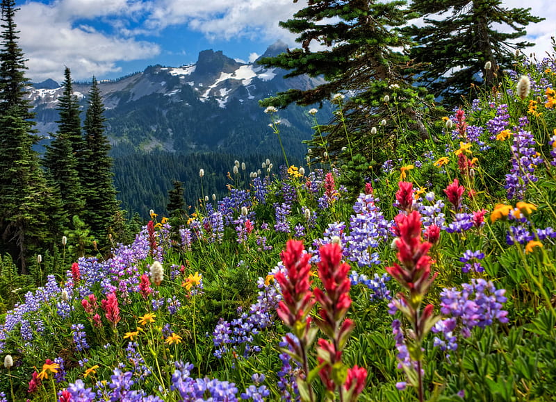 Mountains Meadow, mountains, rainier, flowers, nature, park, trees, meadow, HD wallpaper