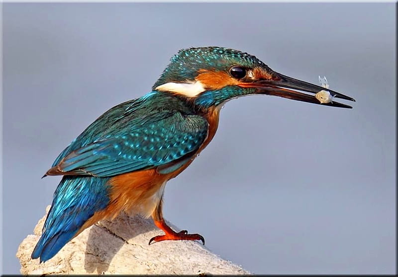 King Fisher, bonito, bird, HD wallpaper