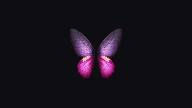 Pink Purple Butterfly In Black Background Butterfly, HD wallpaper