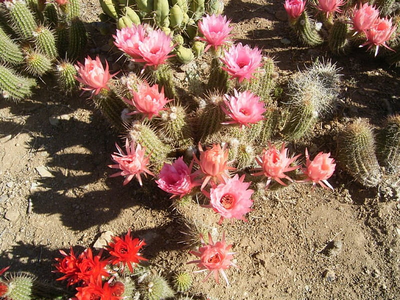 cactus blooms, flowers, nature, blooms, cactus, HD wallpaper