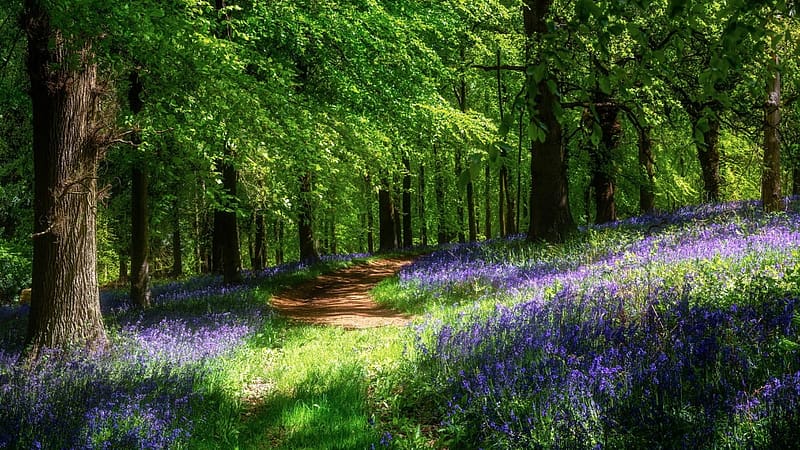 Forest Wildflowers in Spring, trees, blossoms, leaves, path, blue, plants, HD wallpaper