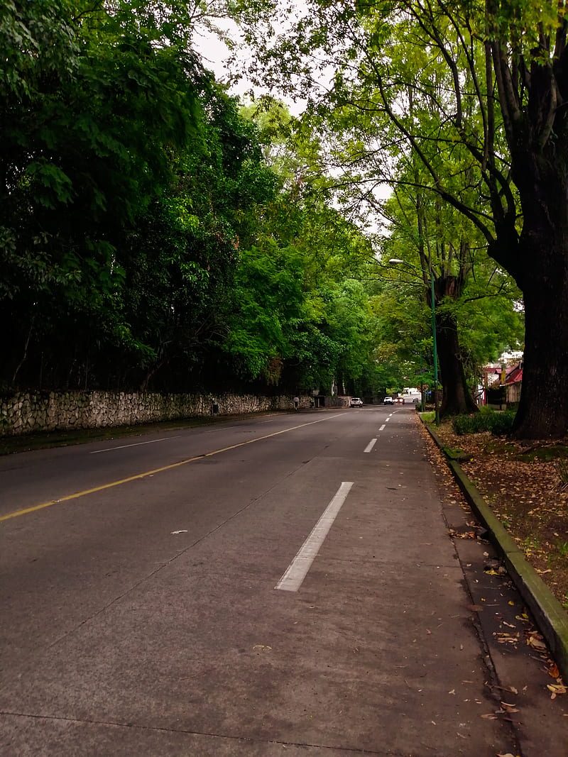 Camino al Parque, avenida, calle, michoacan, uruapan, verde, HD phone wallpaper