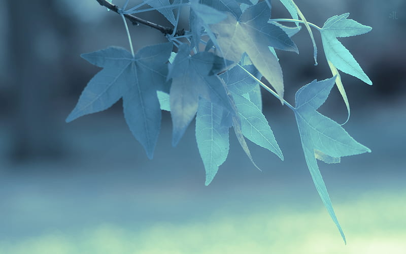 Blue Leaves On Branch, HD wallpaper