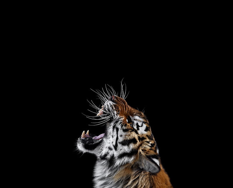 tiger, rugido, simple, tiger, HD wallpaper tiger, rugido, simple, tiger, HD wallpaper