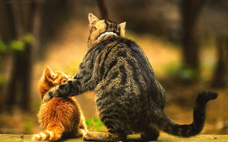 Father and Son, cat, son, father, animal, HD wallpaper
