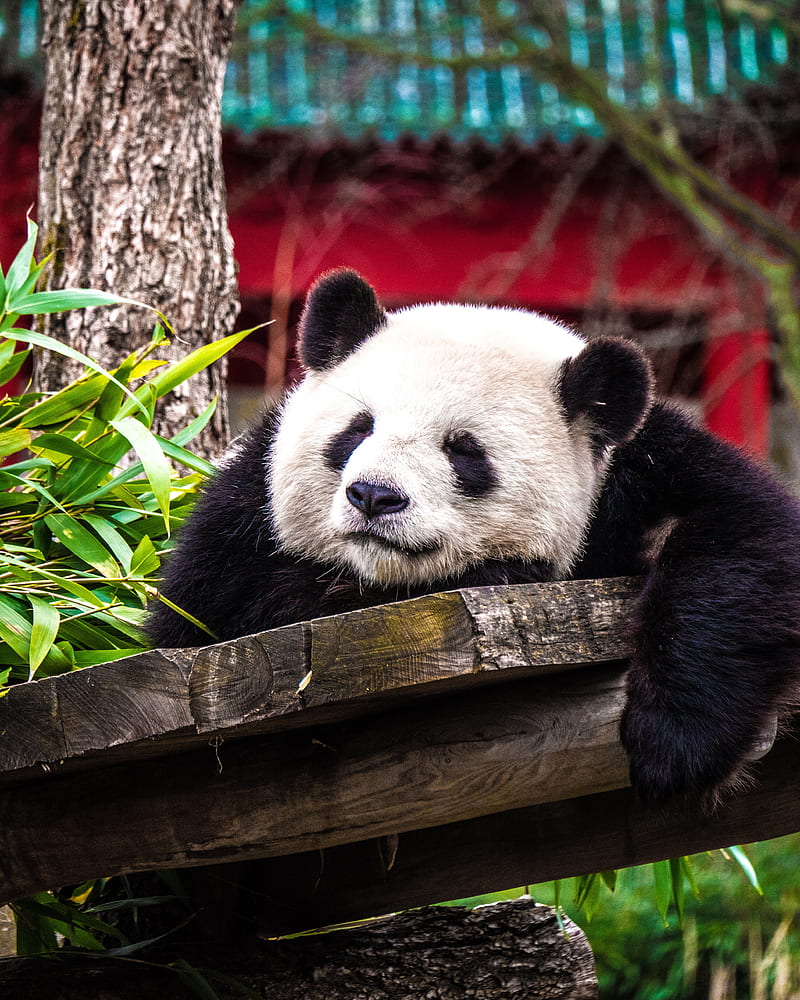 panda, sleep, cute, animal, HD phone wallpaper