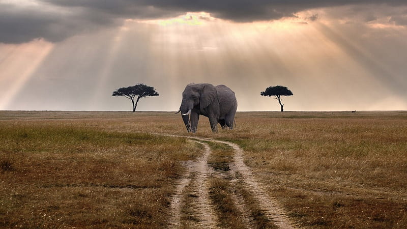 elephant waiting for a bus on the savanna, elephant, savanna, sunbeams, road, trees, clouds, HD wallpaper