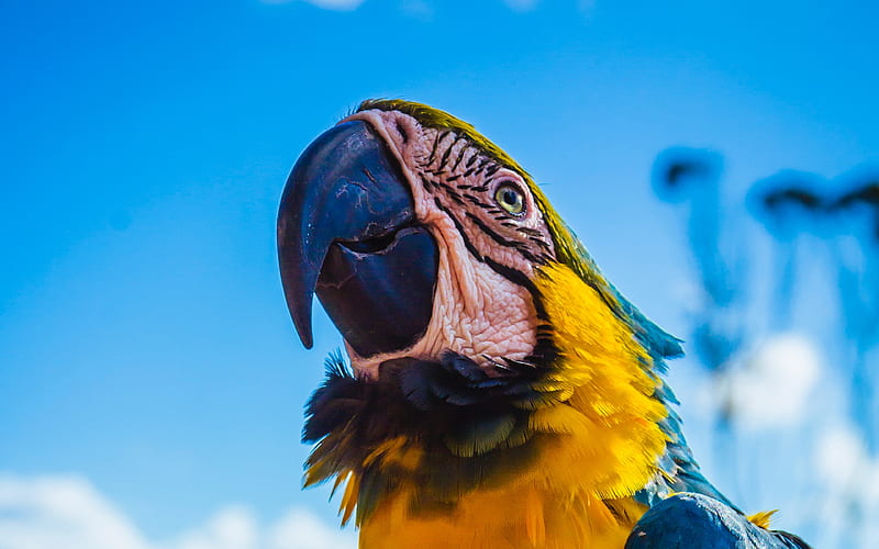 Macaw parrots, close-up, colorful parrot, Ara, HD wallpaper