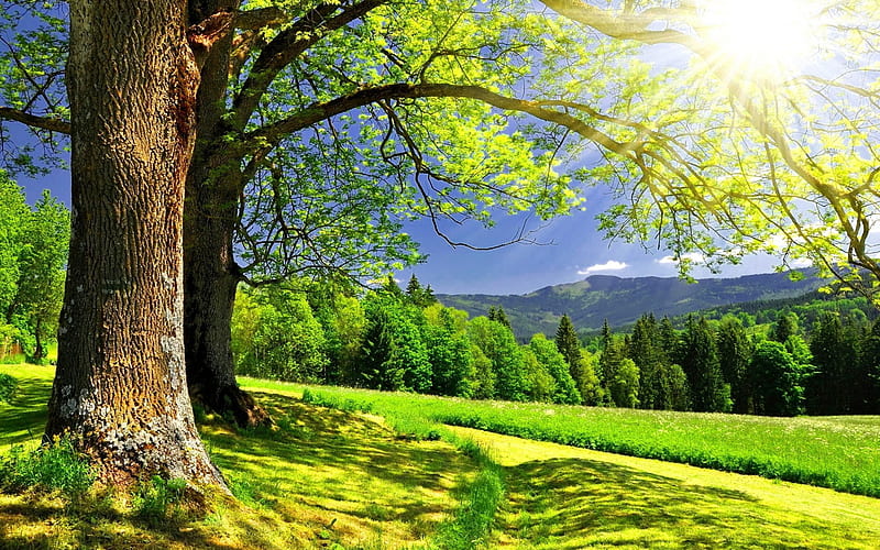 Spring warmth of the sun-Scenery, HD wallpaper