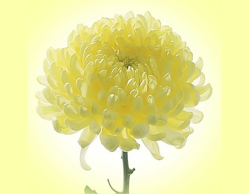 Sunny chrysanthemum, bright, flower, one, yellow, chrysathmum, white, HD wallpaper