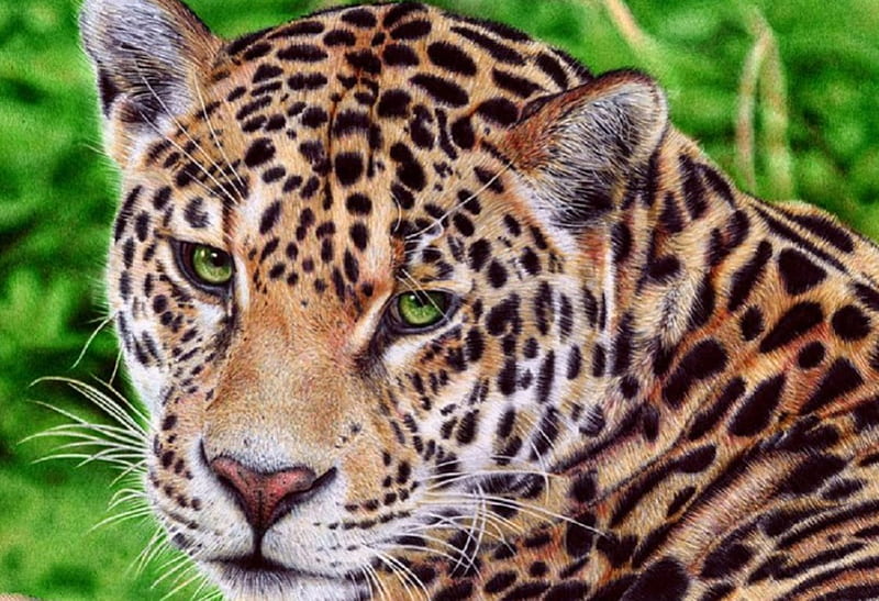 Jaguar, Ballpoint pen drawing, VianaArts, Big Cat, HD wallpaper
