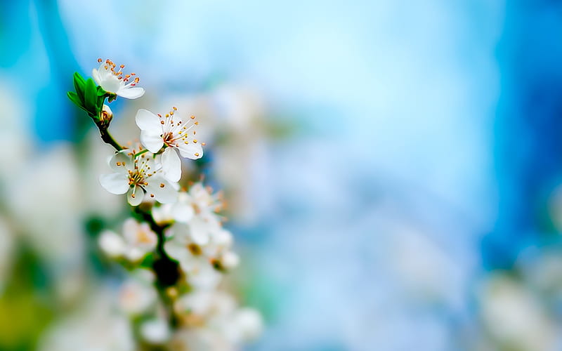 Apple blossoms bloom-landscape selection, HD wallpaper