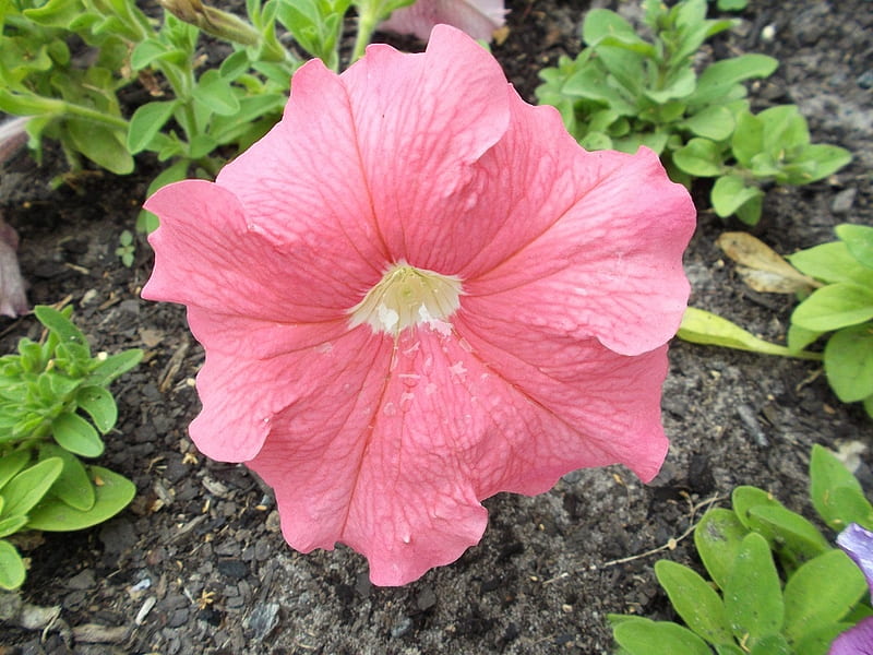 PALE PINK PETUNIA, PRETTY, PETUNIA, PINK, HD wallpaper | Peakpx