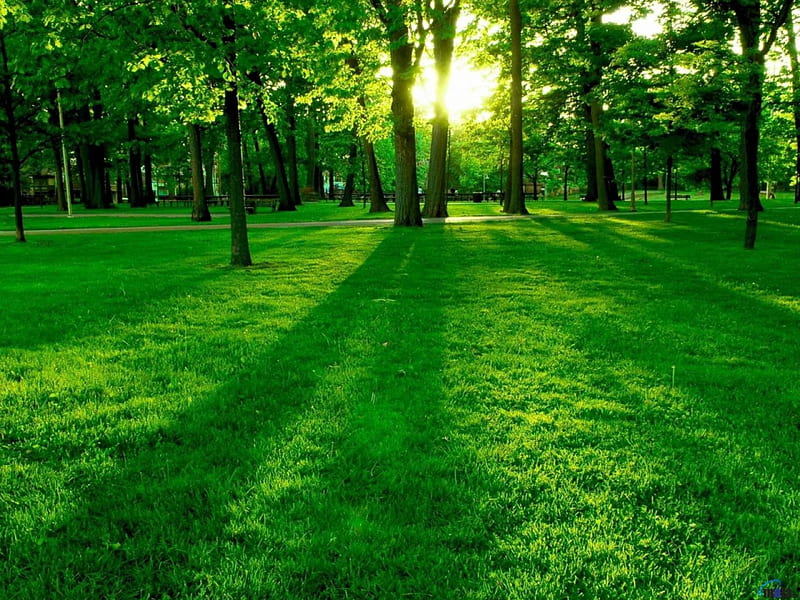 Green park, tree, park, green, grass, HD wallpaper
