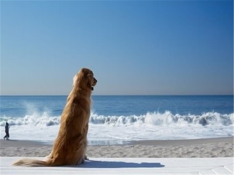 Exploring the beach, beach, mammal, puppy, dog, animal, sweet, HD wallpaper