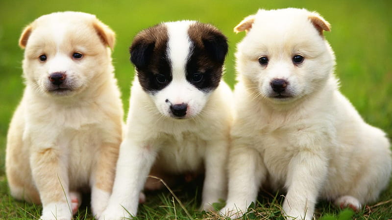 HD three cute dogs wallpapers | Peakpx