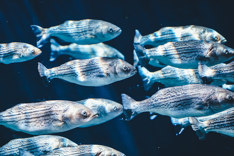 school of silver fish, HD wallpaper