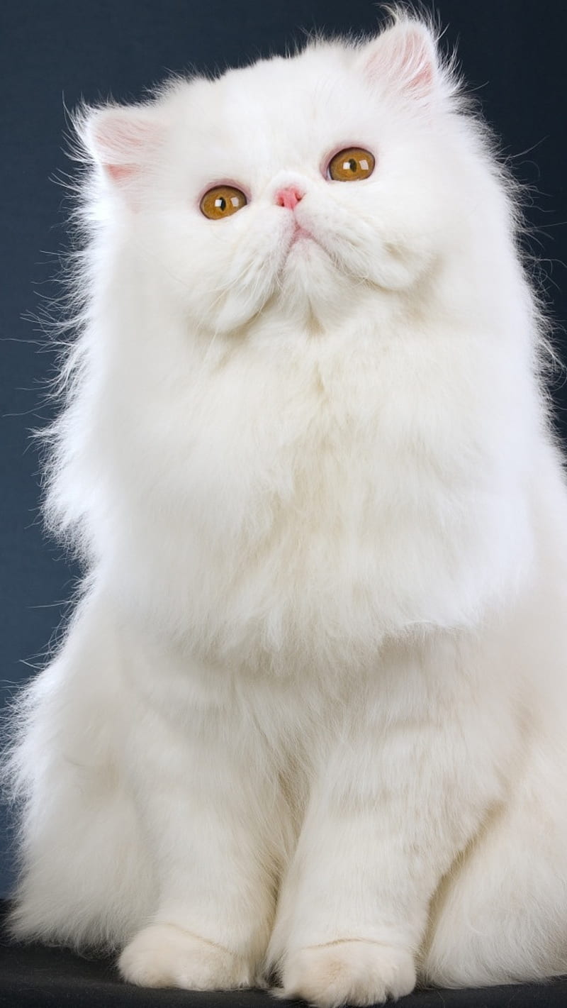 HD fluffy cat wallpapers