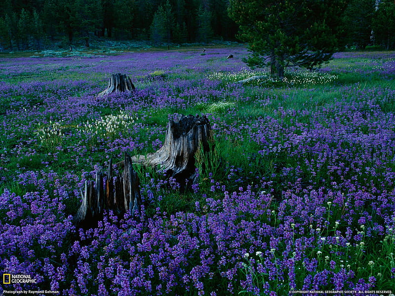 Tahoe National Forest-National Geographic 2011 Best, HD wallpaper