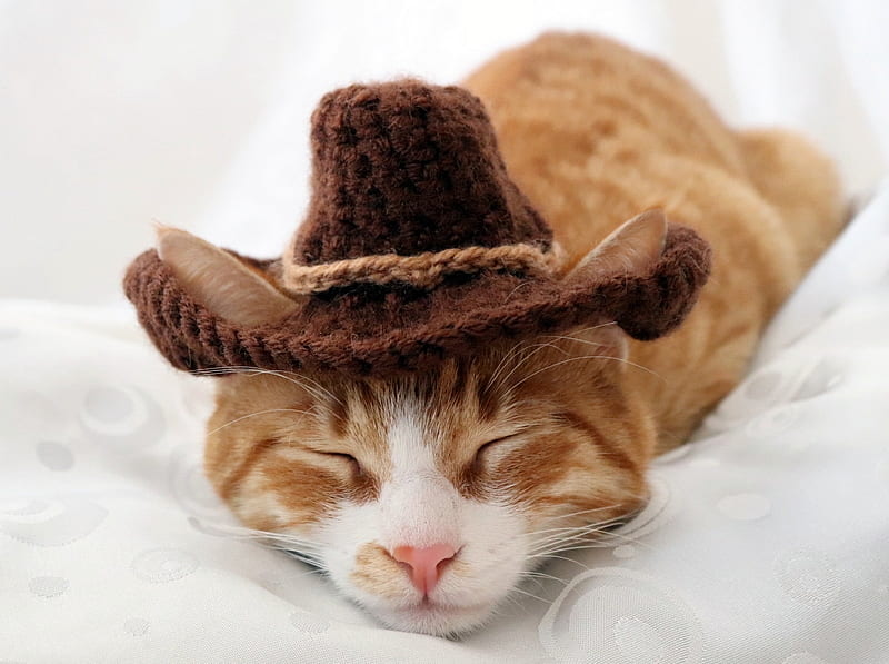 Cute Cat Resting after Roundup :), Layin Down, Sleeping, Gold, Pillow, Brown, Orange, Closed Eyes, Braided Rope, Cowboy Hat, Fluffy, Cute, Cat, HD wallpaper