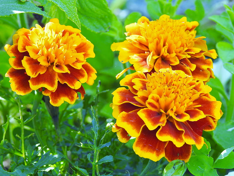 Garden Of Marigolds, Marigolds, Garden, Spring, graphy, Flowers, Nature, HD wallpaper