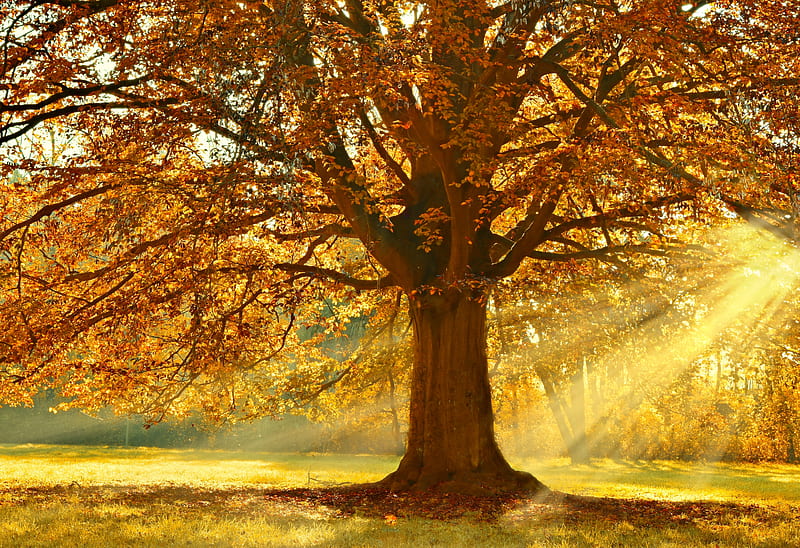 Autumnal rays of light, ray, light, fall, glow, sun, autumn, golden, park, bonito, foliage, tree, branches, HD wallpaper