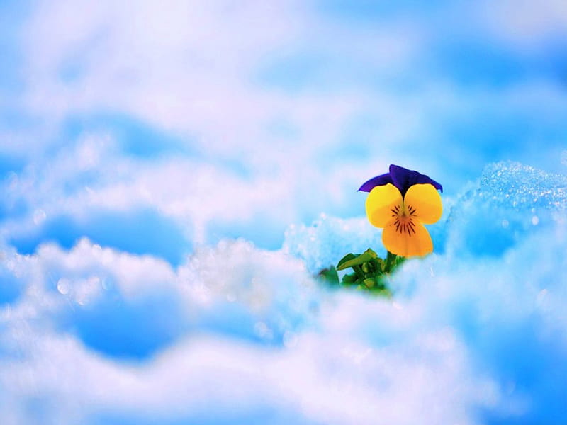 heavenly flowers background
