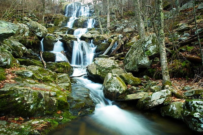Shenandoah Forest Waterfall, forest, rocks, shenandoah, water, green, trees, waterfalls, HD wallpaper