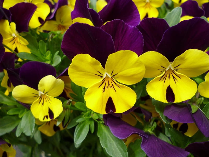 Gorgeous Pansies, yellow-purple, pansies, flowers, garden, nature, HD wallpaper