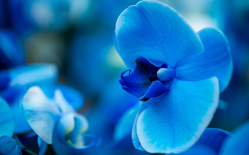 blue orchid, background with orchids, beautiful flowers, orchids, blue flower, blue floral background, HD wallpaper