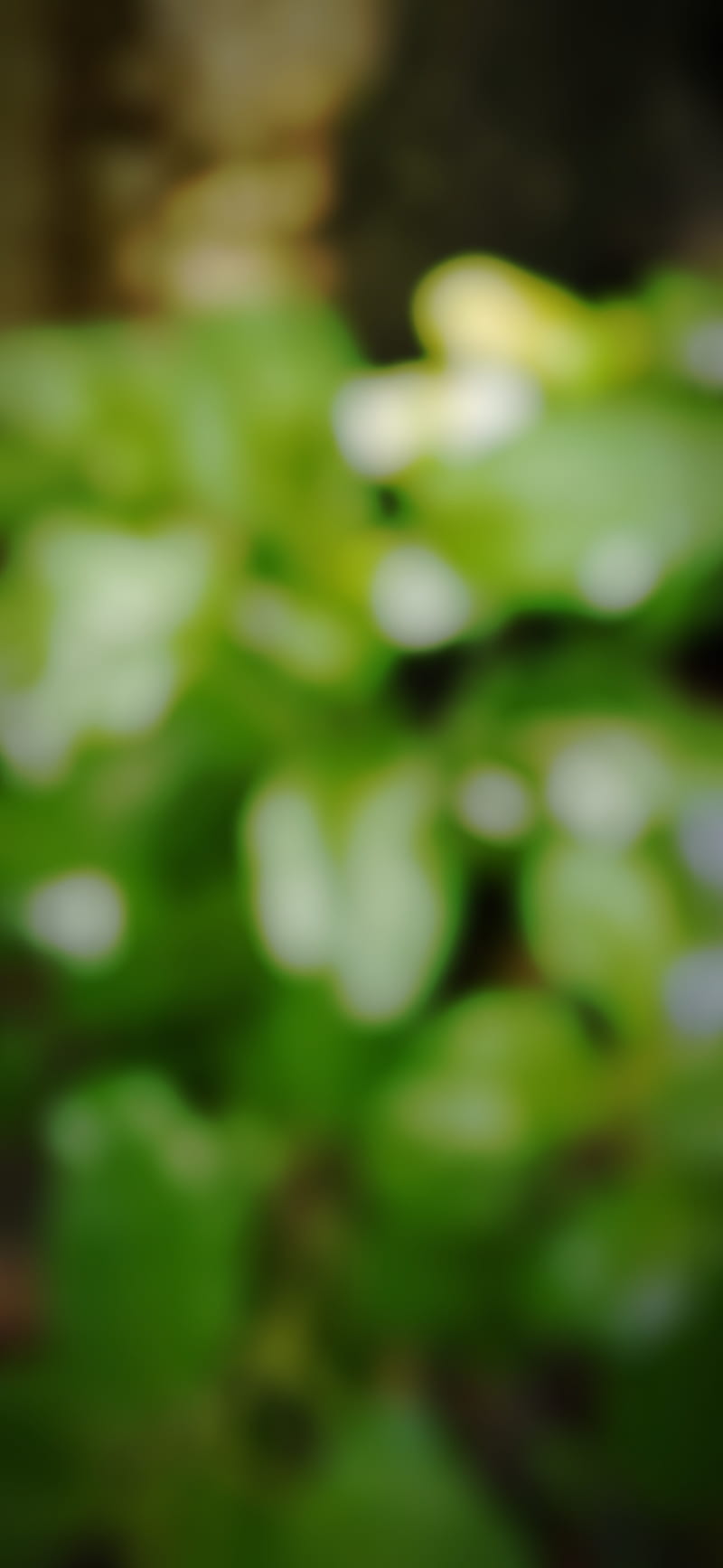 Leaf beauty, blur pics, green, leaves, tulsi, HD phone wallpaper | Peakpx