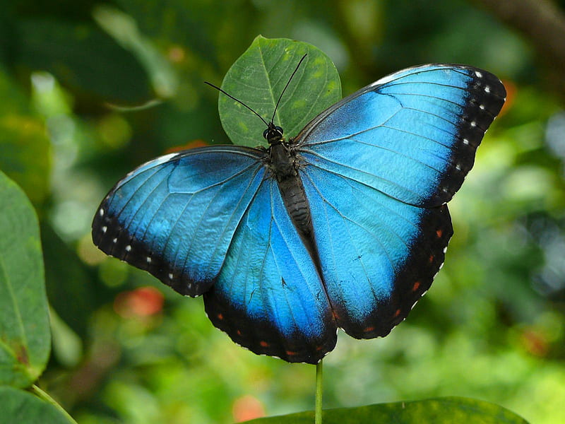 Common Blue Morpho Butterfly, HD wallpaper