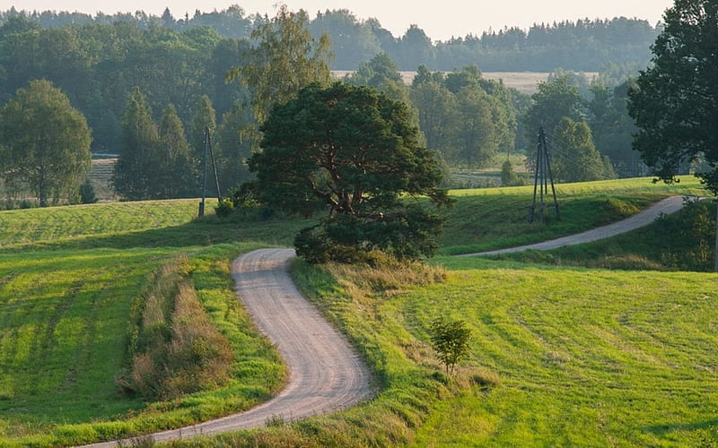 Summer in Latvia, summer, Latvia, fields, trees, HD wallpaper