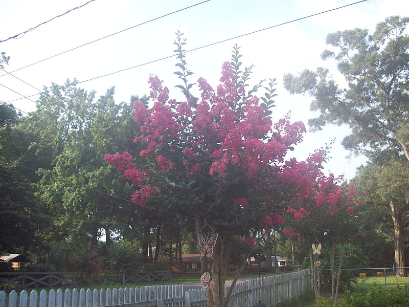 Crepe Myrtle, flowers, tree, pink, tall, HD wallpaper