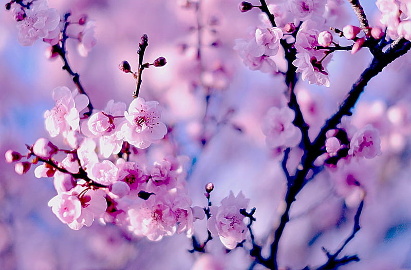 Cherry blossoms, nature, spring, branch, pink, pretty beautiful, graphy, tree, bokeh, flowers, HD wallpaper