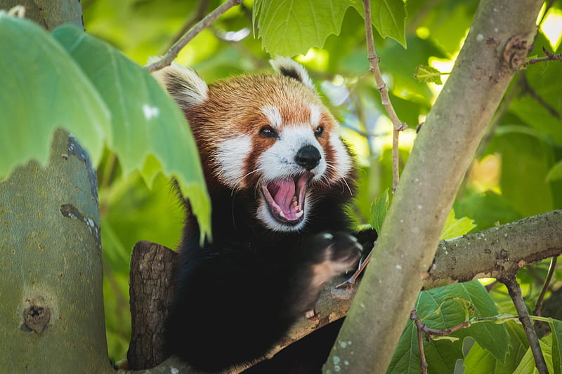 red panda, panda, funny, protruding tongue, HD wallpaper