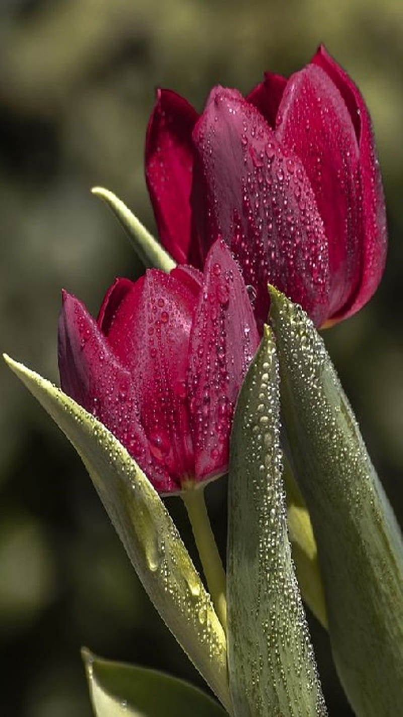 Red Tulips, red, tulips, HD phone wallpaper