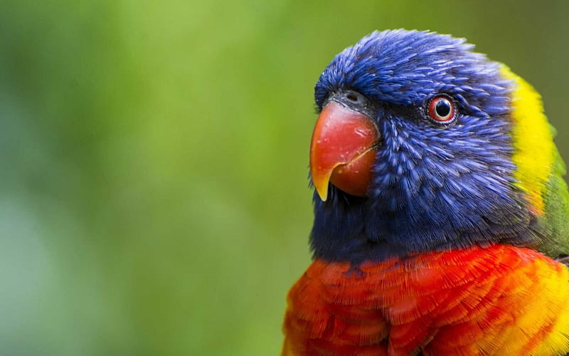 Rainbow lorikeet bird, color, parrot, bird, animal, HD wallpaper