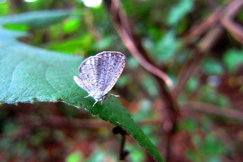 Lycaenidae, gris, gossamer-winged butterflies, forest, butterfly, HD wallpaper