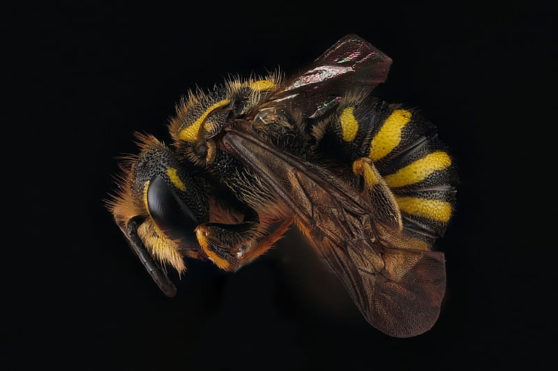 paranthidium jugatorium, bee, male, side, shot, HD wallpaper