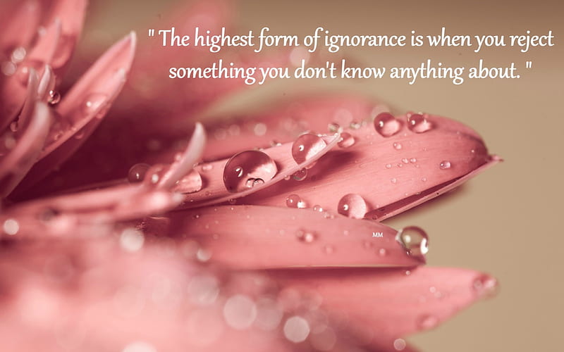 Ignorance, Words, Pink, Thoughts, Nature, Flower, Quotes, HD wallpaper