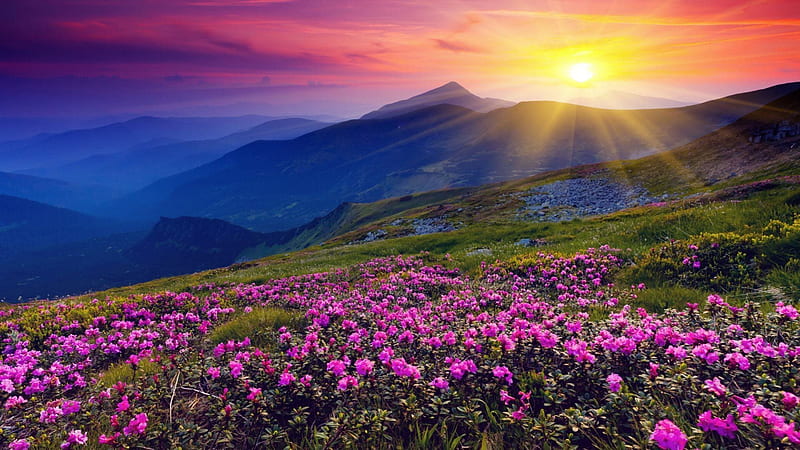Sunshine over hills, rhododendron flowers, sun rays, bonito, blue hills, meadows, HD wallpaper