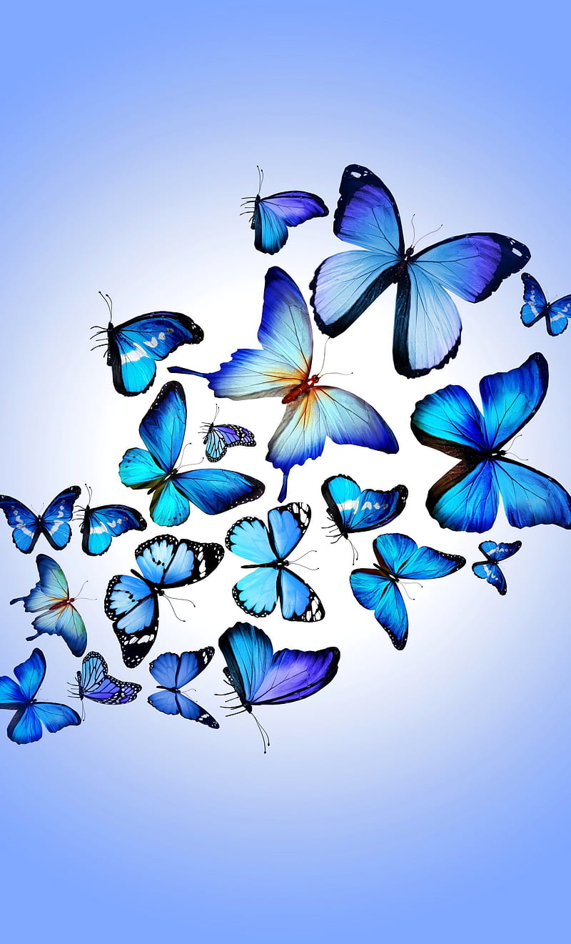 Butterfly, blue, color, HD phone wallpaper | Peakpx